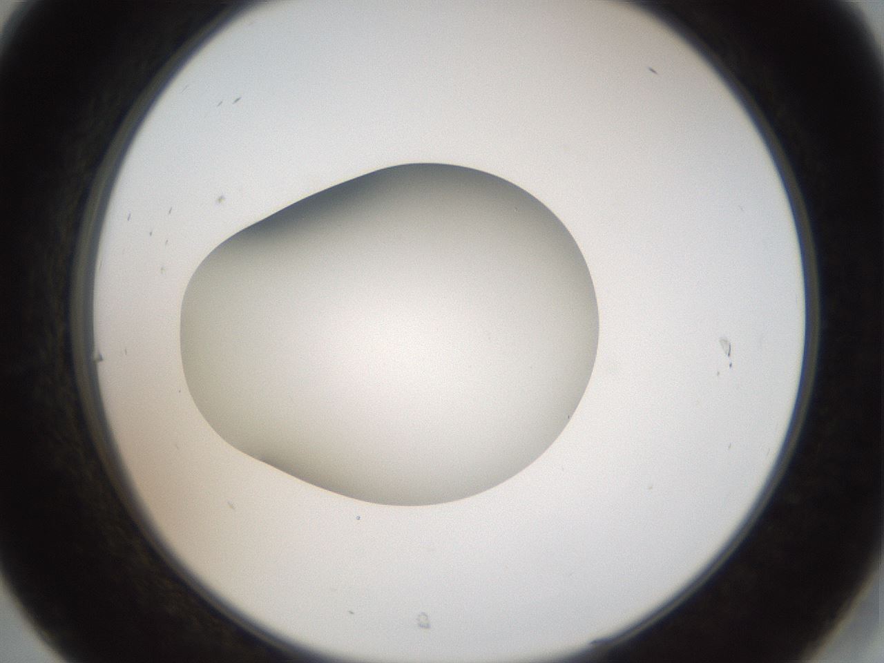 folderID43_plateID2043_batchID9005_wellNum31_profileID1_d2_r137140_ef.jpg