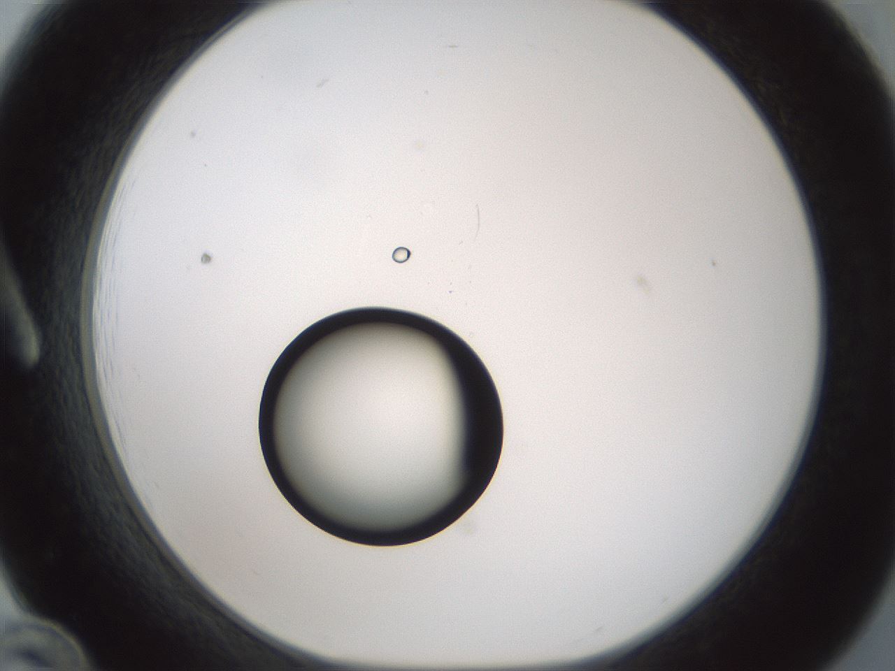 folderID429_plateID1429_batchID5435_wellNum12_profileID1_d1_r89135_ef.jpg