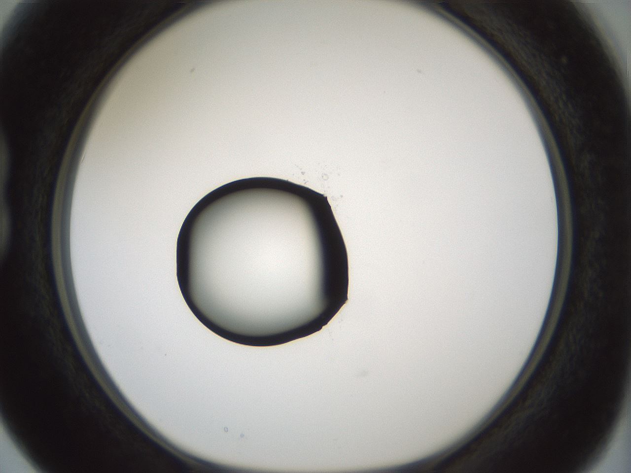 folderID429_plateID1429_batchID5435_wellNum15_profileID1_d1_r89141_ef.jpg