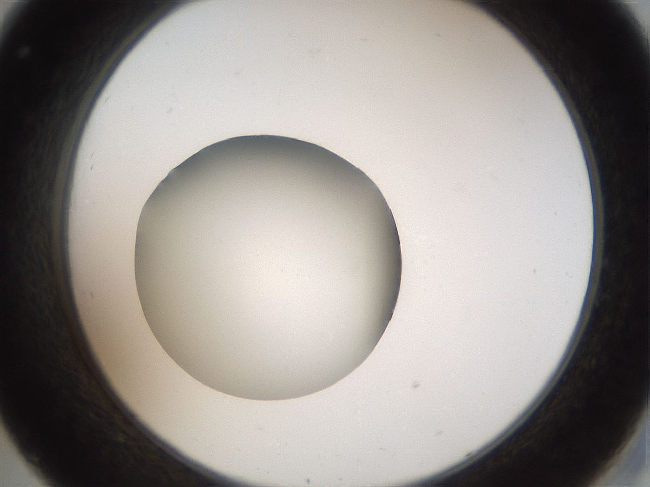 folderID43_plateID2043_batchID9005_wellNum32_profileID1_d2_r137142_ef.jpg