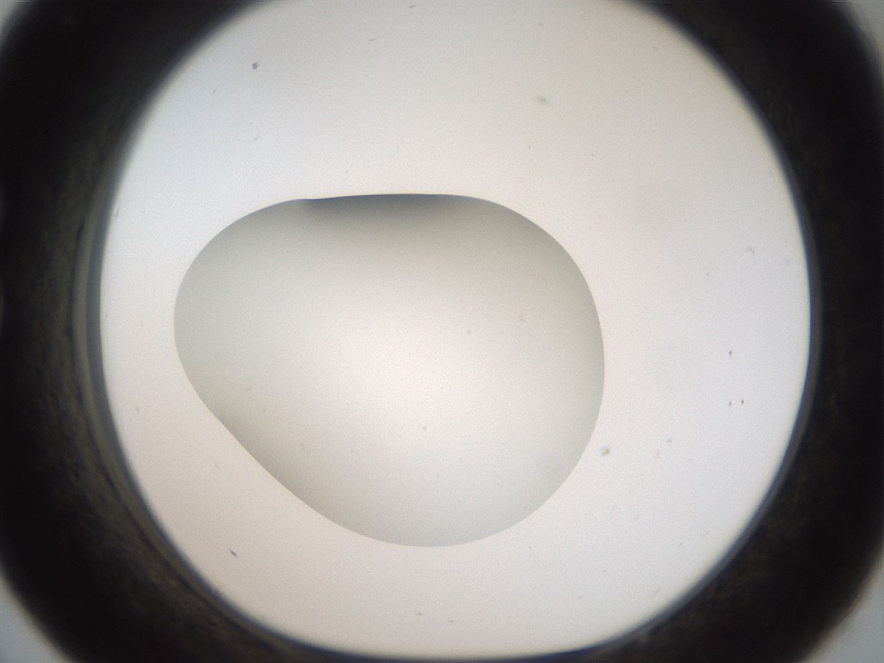 folderID43_plateID2043_batchID9005_wellNum33_profileID1_d1_r137143_ef.jpg