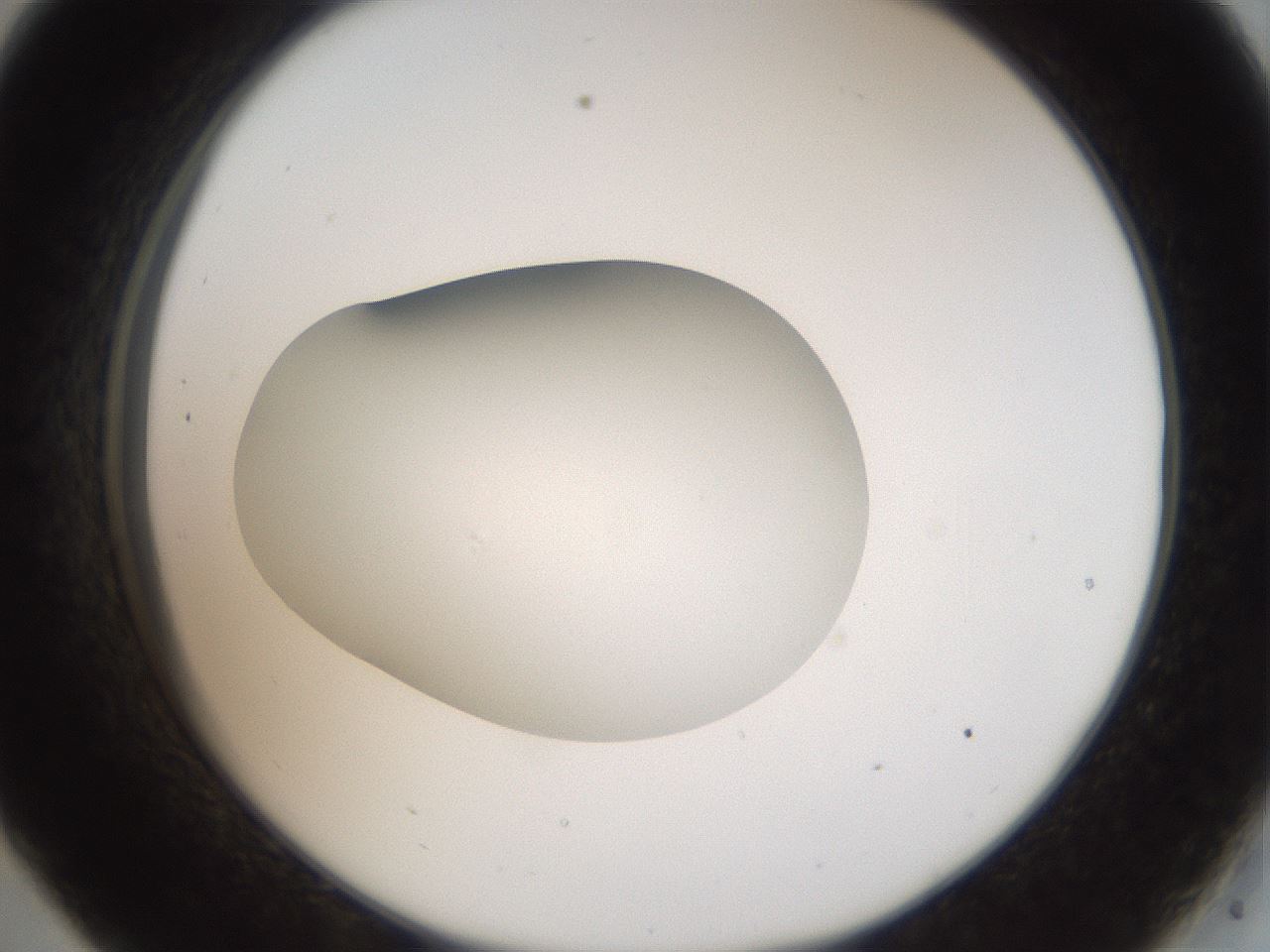 folderID43_plateID2043_batchID9005_wellNum33_profileID1_d2_r137144_ef.jpg