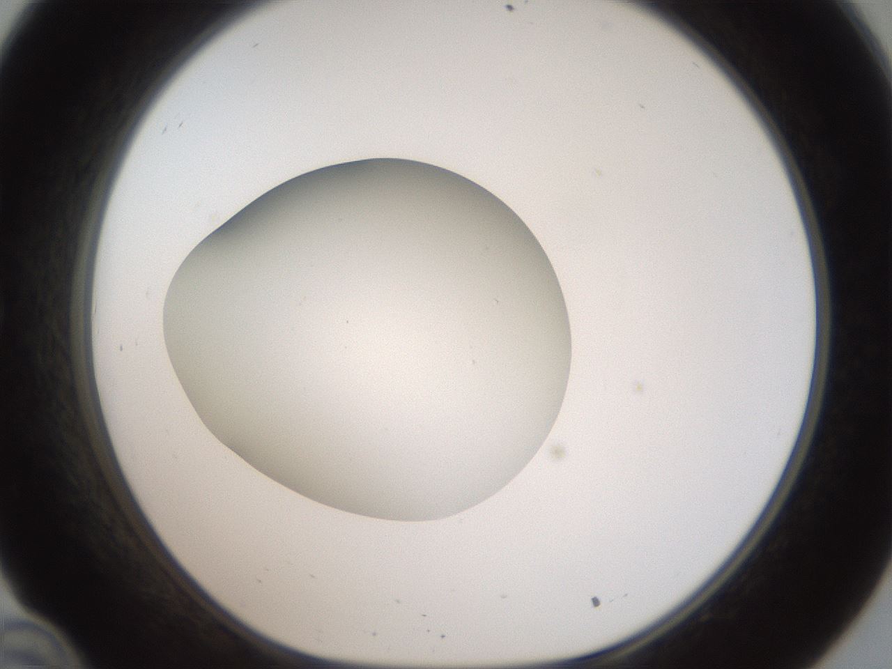 folderID43_plateID2043_batchID9005_wellNum34_profileID1_d1_r137145_ef.jpg