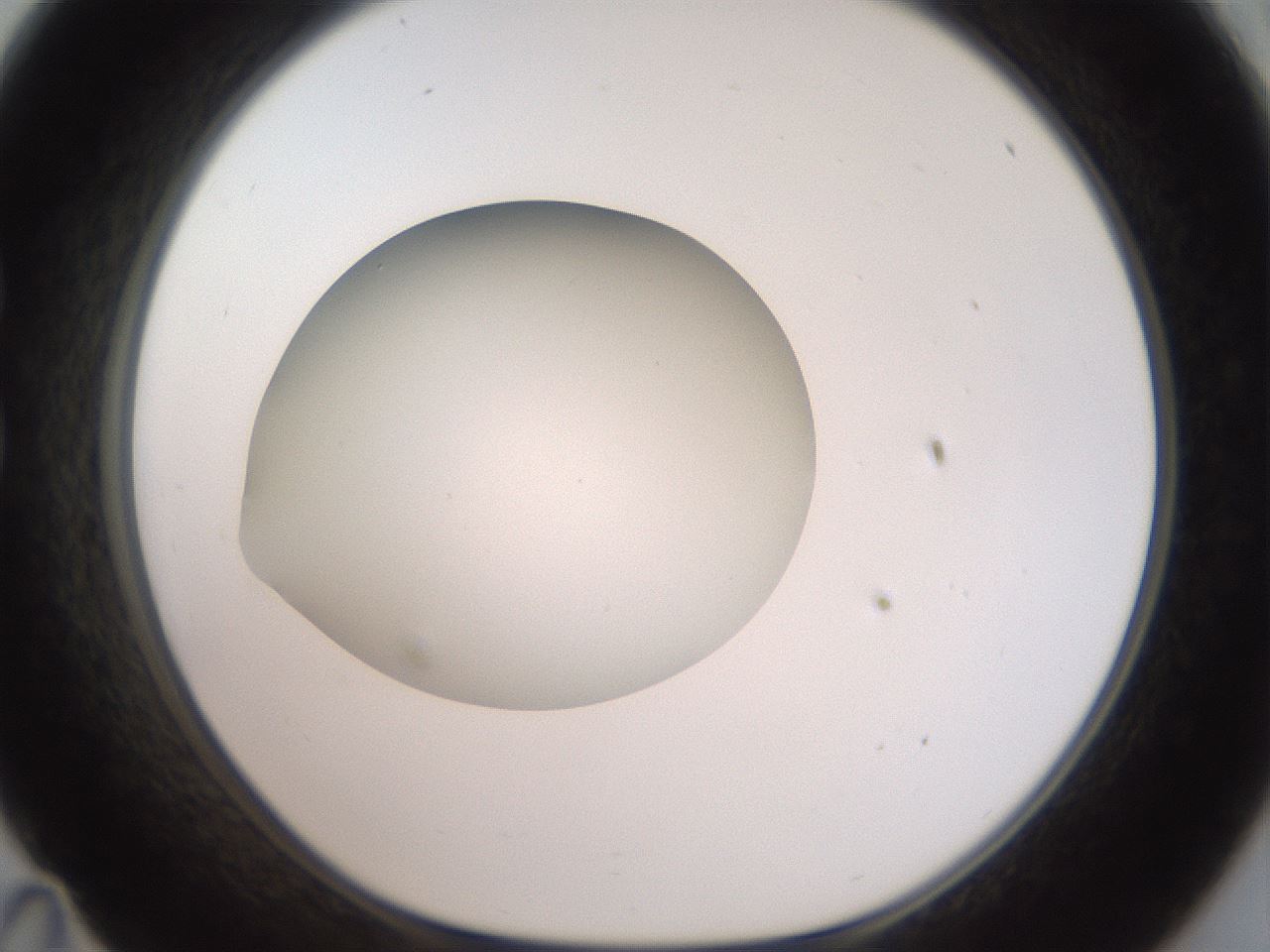 folderID43_plateID2043_batchID9005_wellNum35_profileID1_d1_r137147_ef.jpg