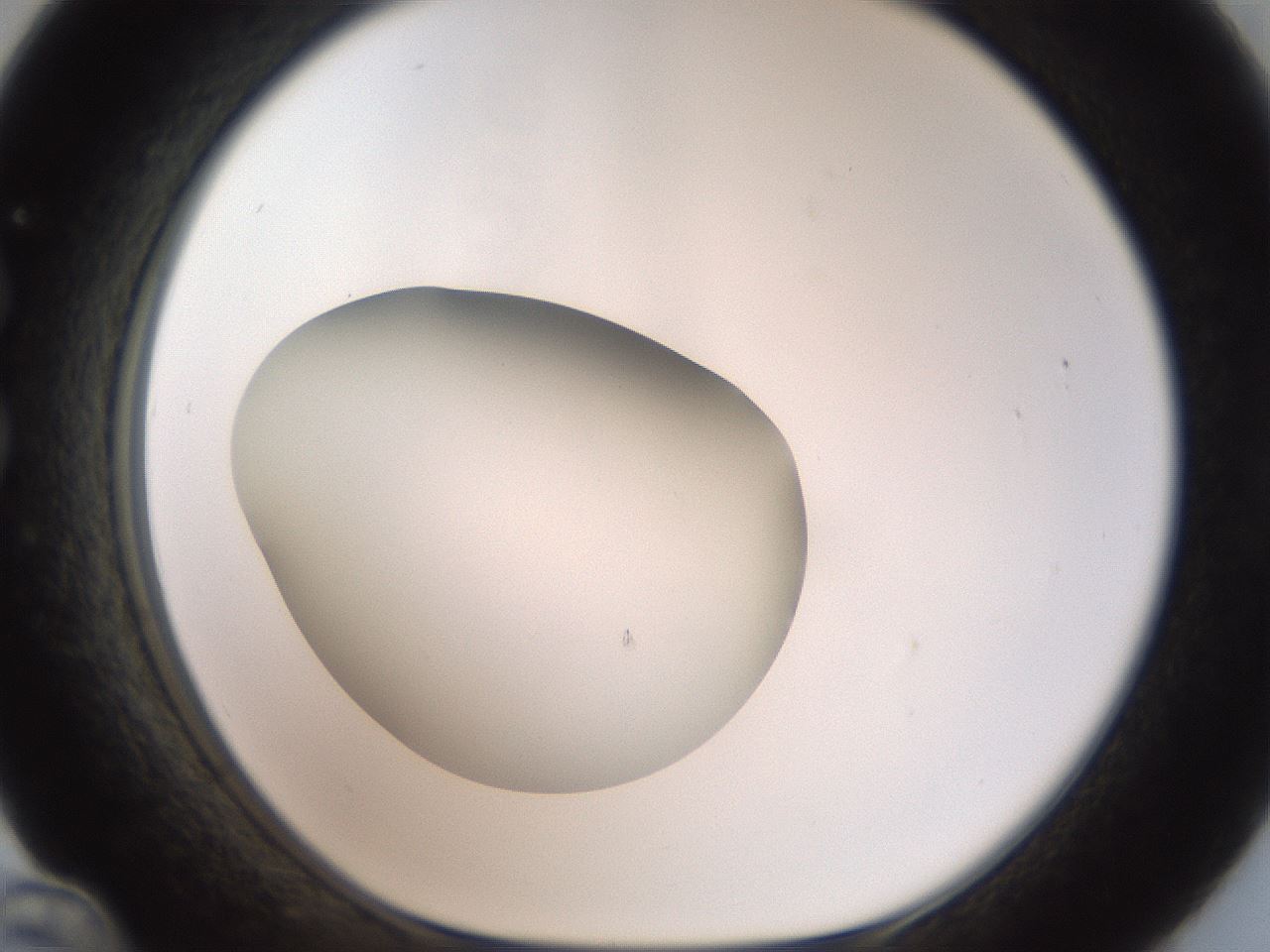 folderID43_plateID2043_batchID9005_wellNum36_profileID1_d1_r137149_ef.jpg