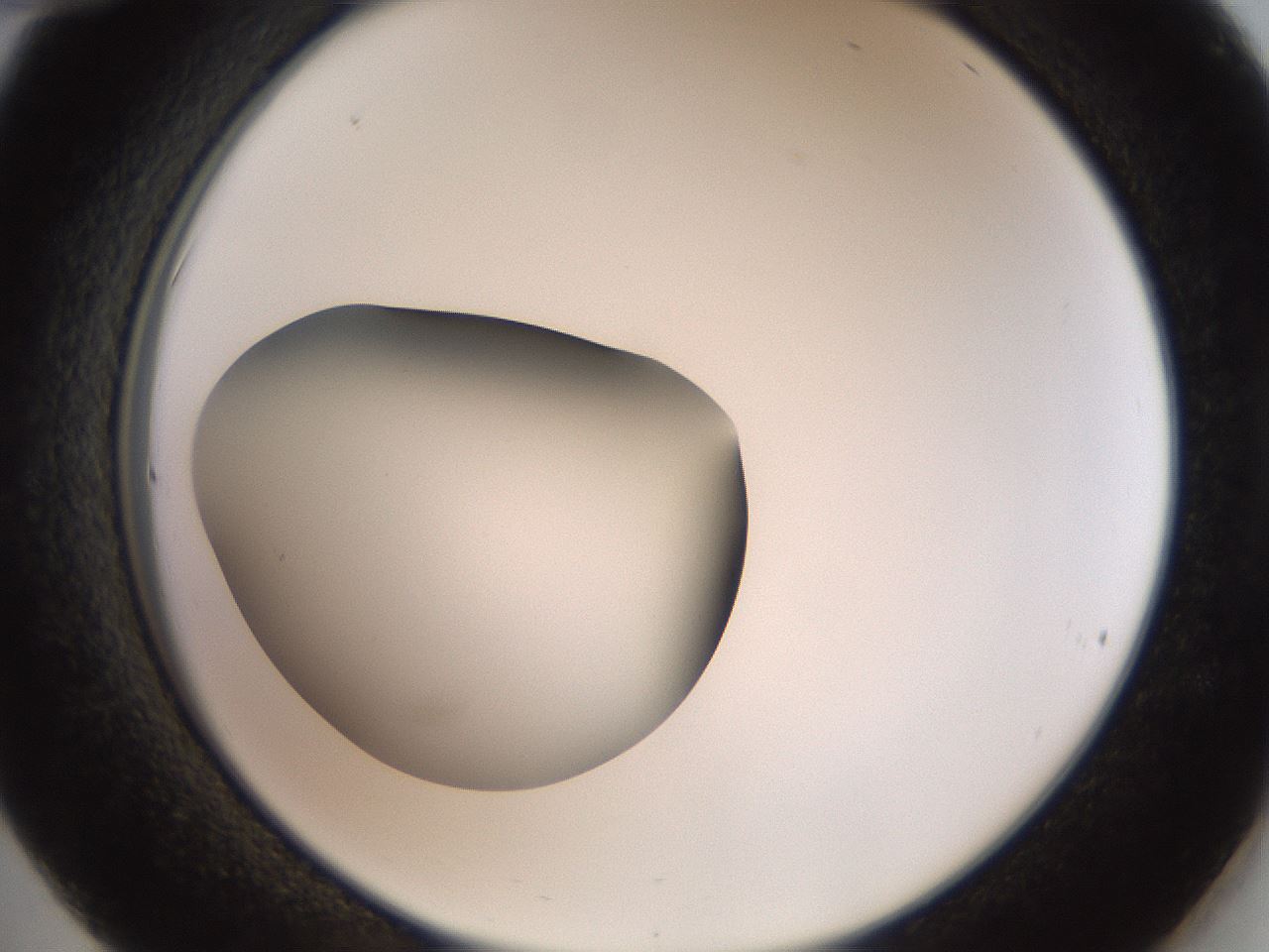 folderID43_plateID2043_batchID9005_wellNum36_profileID1_d2_r137150_ef.jpg