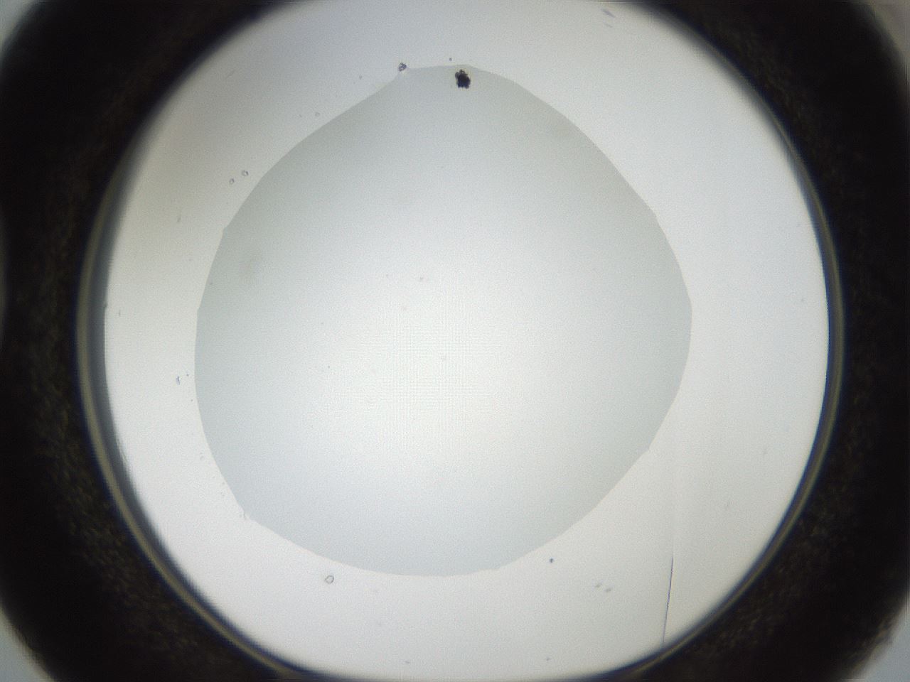 folderID43_plateID2043_batchID9005_wellNum38_profileID1_d1_r137153_ef.jpg