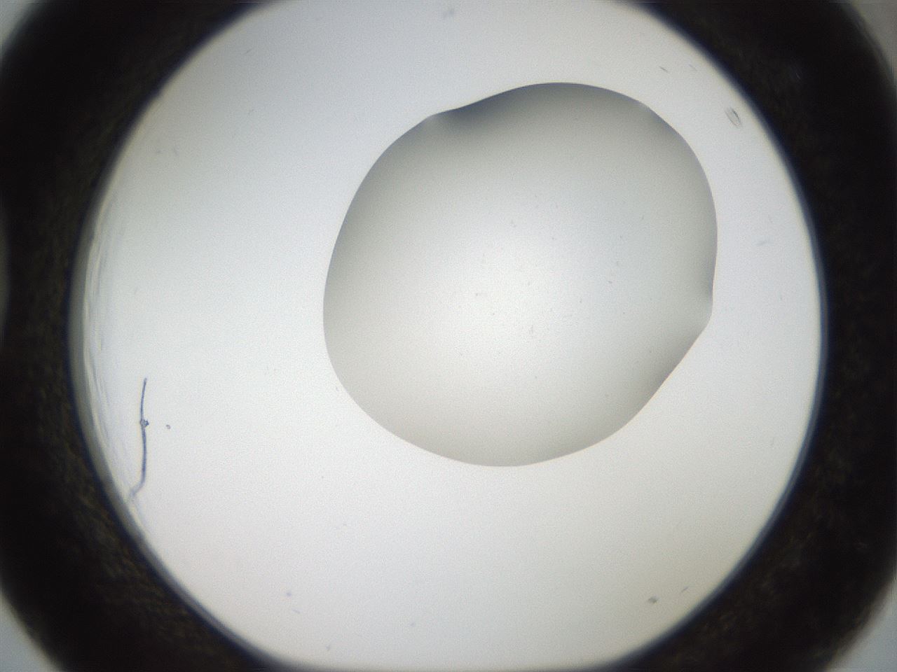 folderID43_plateID2043_batchID9005_wellNum39_profileID1_d1_r137155_ef.jpg