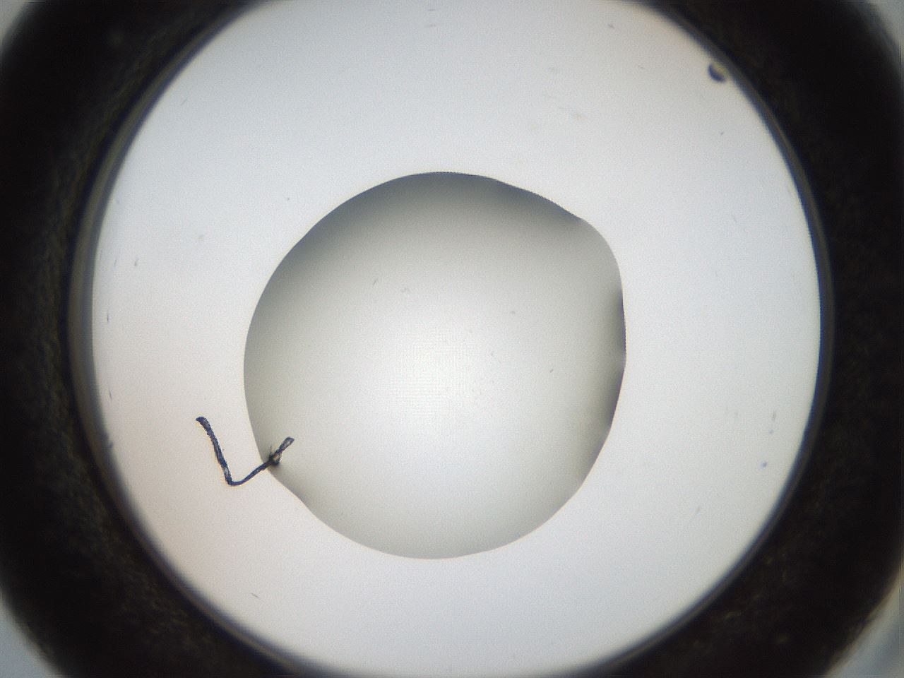 folderID43_plateID2043_batchID9005_wellNum39_profileID1_d2_r137156_ef.jpg