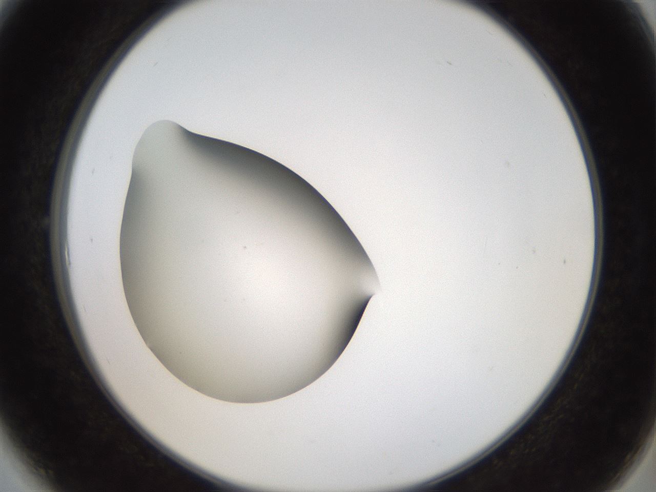 folderID43_plateID2043_batchID9005_wellNum6_profileID1_d2_r137090_ef.jpg