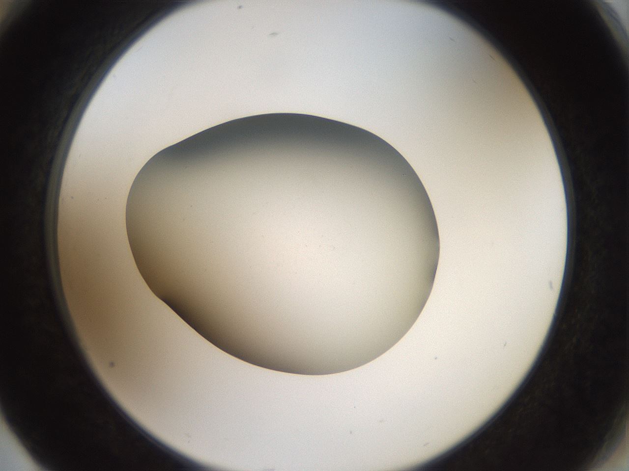folderID43_plateID2043_batchID9005_wellNum76_profileID1_d2_r137230_ef.jpg