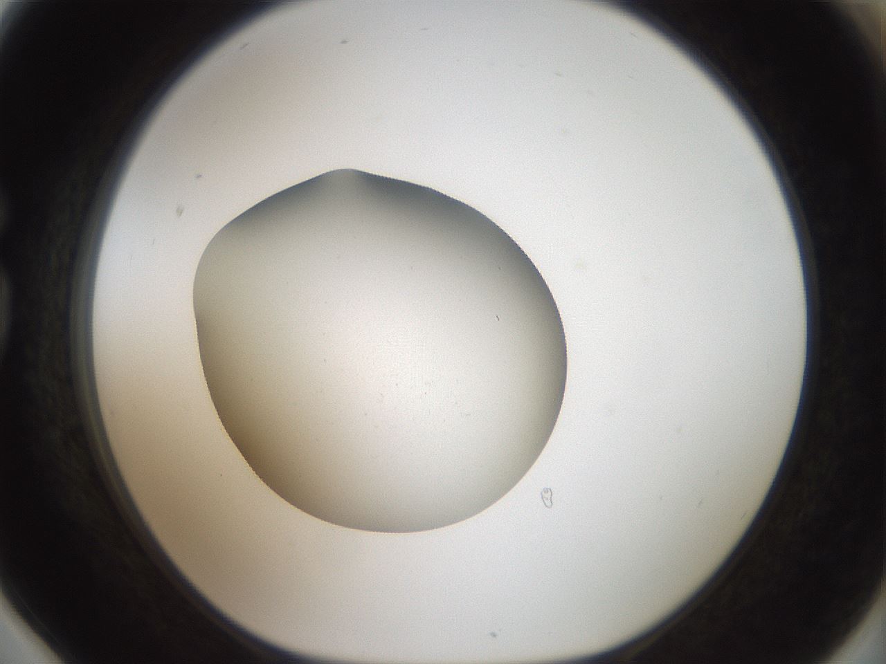 folderID43_plateID2043_batchID9005_wellNum78_profileID1_d1_r137233_ef.jpg