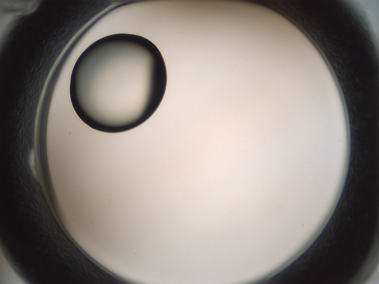 folderID429_plateID1429_batchID5435_wellNum24_profileID1_d2_r89160_ef.jpg