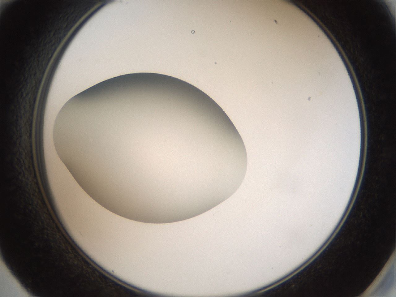 folderID43_plateID2043_batchID9005_wellNum59_profileID1_d2_r137196_ef.jpg