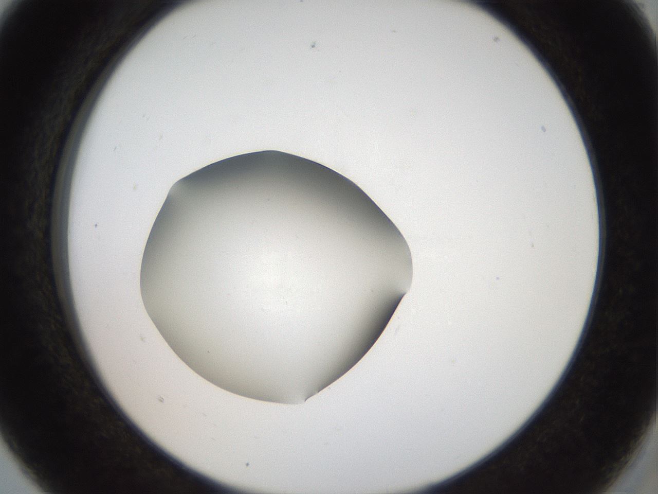 folderID43_plateID2043_batchID9005_wellNum5_profileID1_d2_r137088_ef.jpg