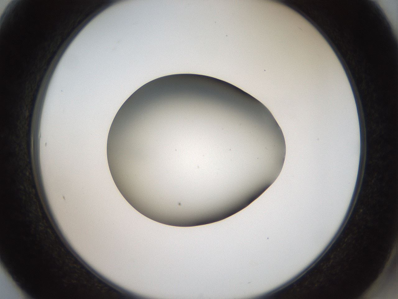 folderID43_plateID2043_batchID9005_wellNum61_profileID1_d2_r137200_ef.jpg