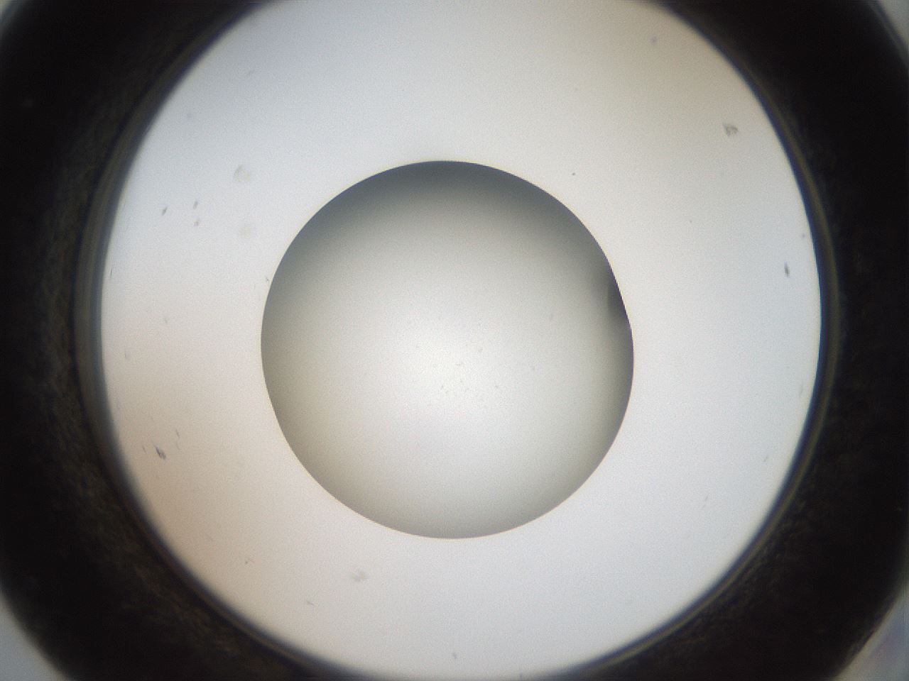 folderID43_plateID2043_batchID9005_wellNum68_profileID1_d2_r137214_ef.jpg