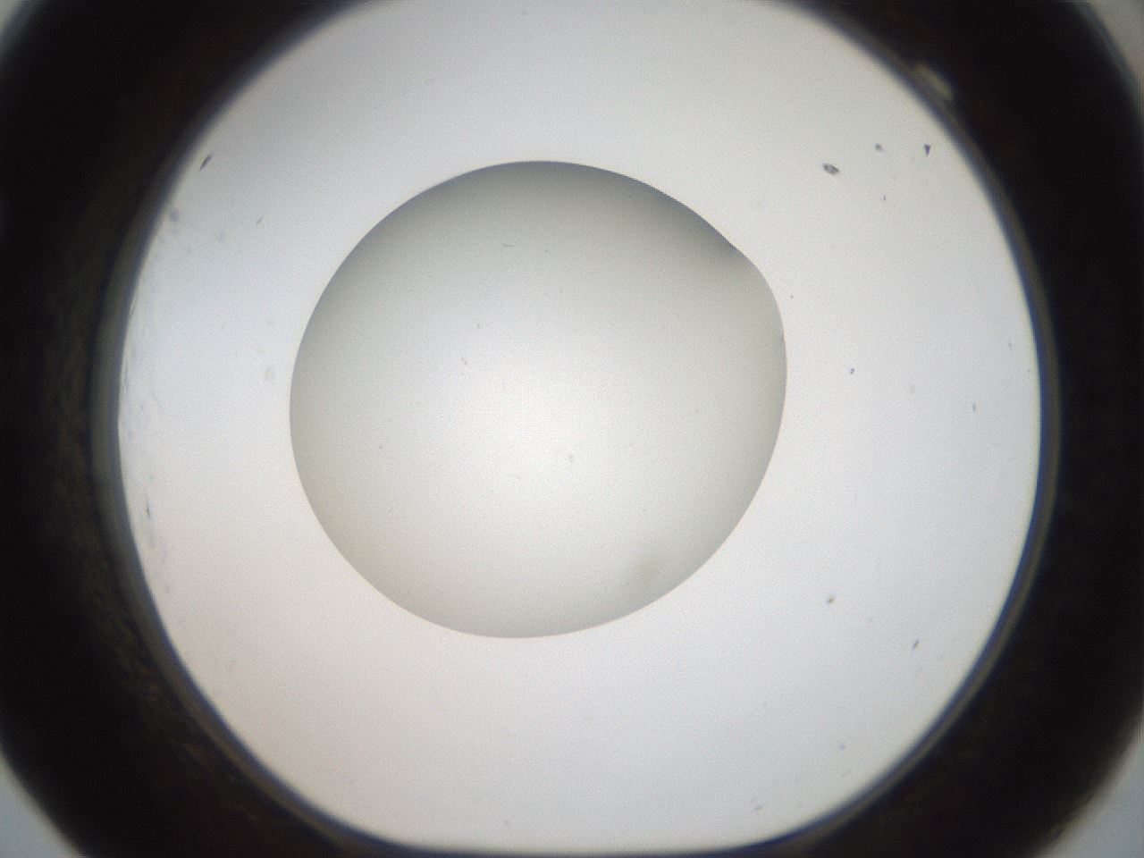 folderID43_plateID2043_batchID9005_wellNum69_profileID1_d1_r137215_ef.jpg