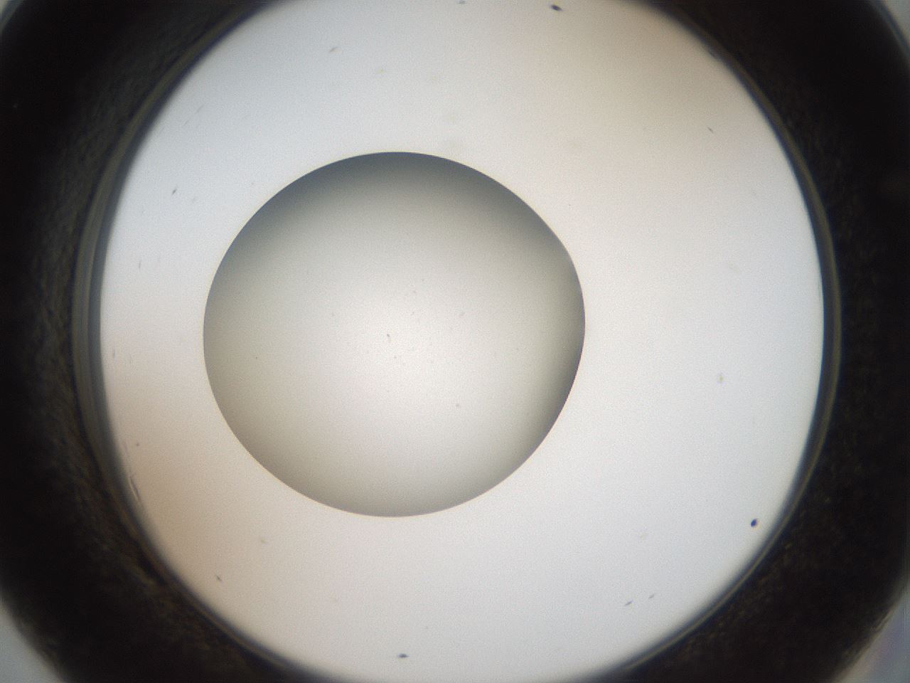 folderID43_plateID2043_batchID9005_wellNum69_profileID1_d2_r137216_ef.jpg