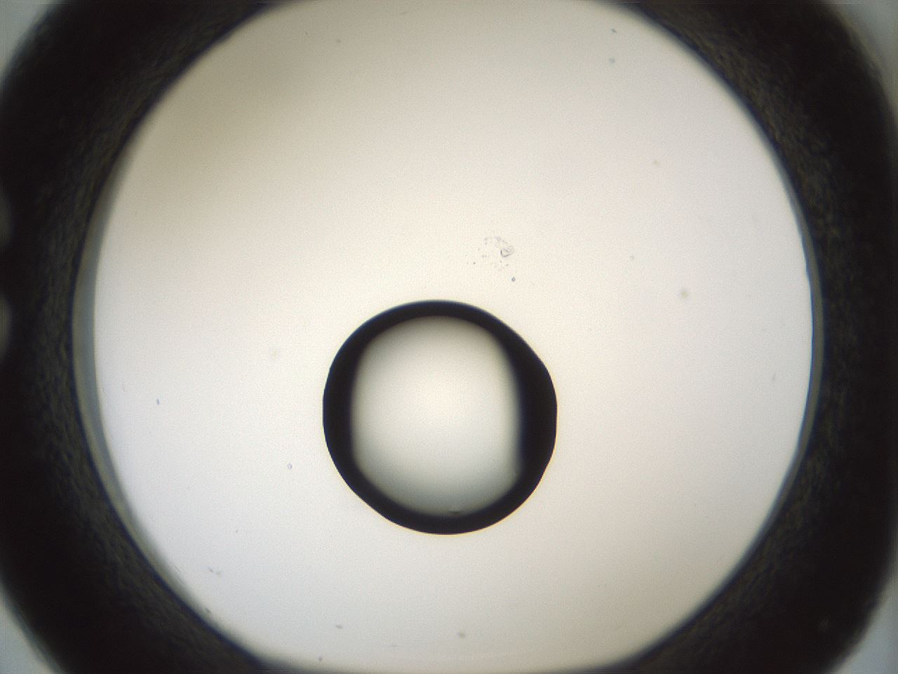 folderID429_plateID1429_batchID5435_wellNum26_profileID1_d1_r89163_ef.jpg