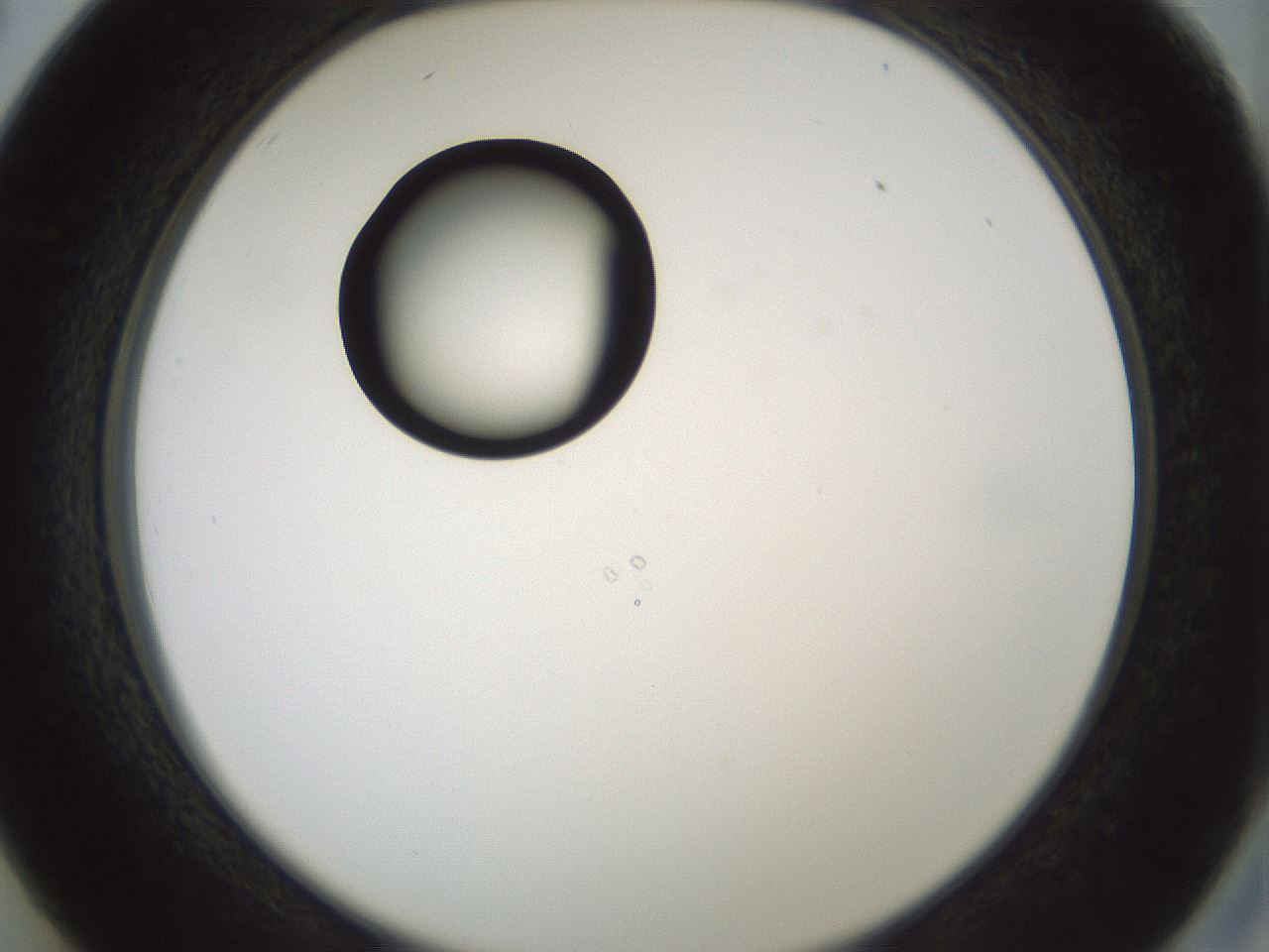 folderID429_plateID1429_batchID5435_wellNum26_profileID1_d2_r89164_ef.jpg