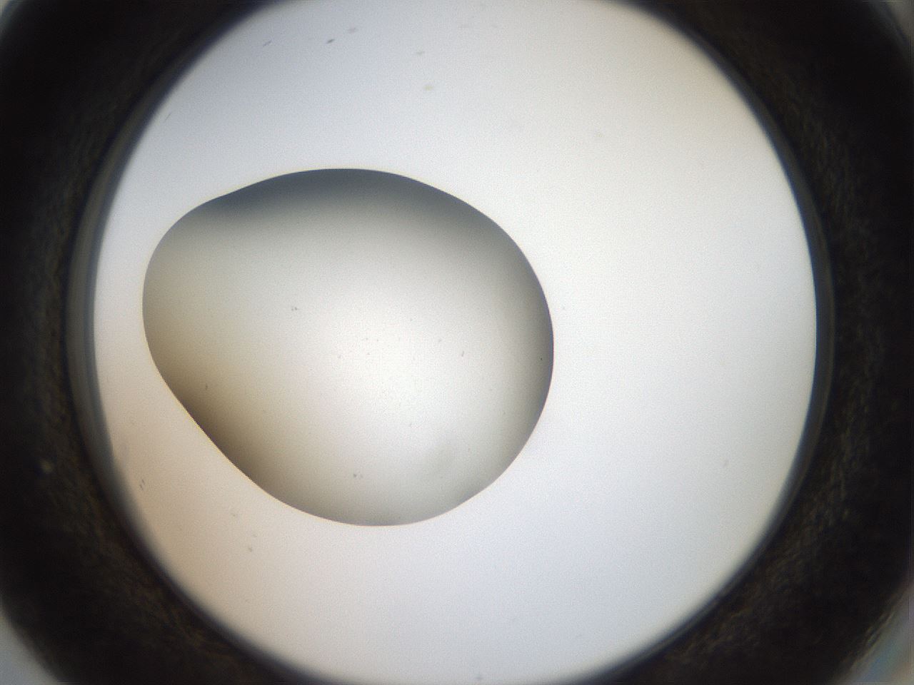 folderID43_plateID2043_batchID9005_wellNum80_profileID1_d2_r137238_ef.jpg