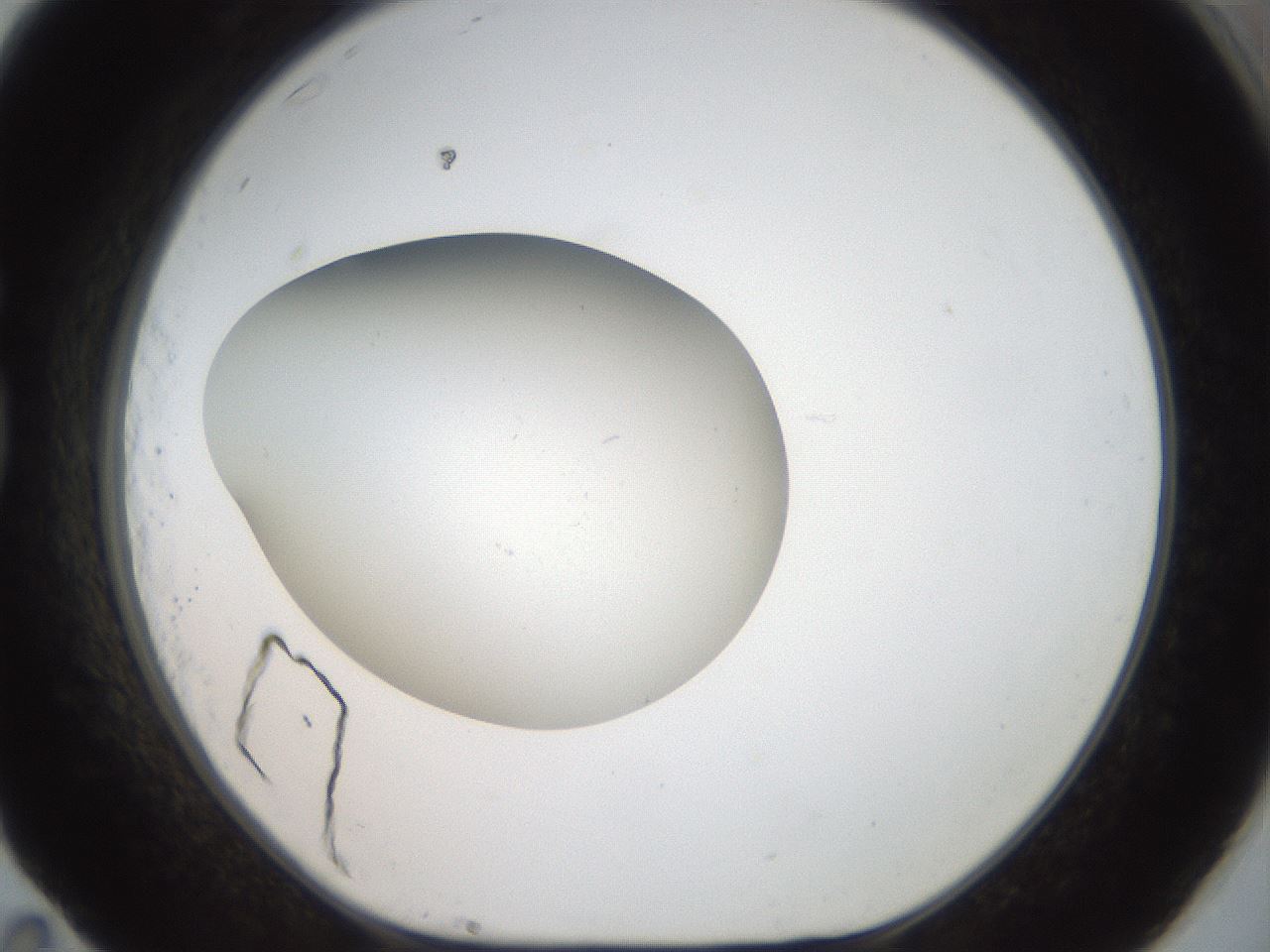 folderID43_plateID2043_batchID9005_wellNum83_profileID1_d1_r137243_ef.jpg