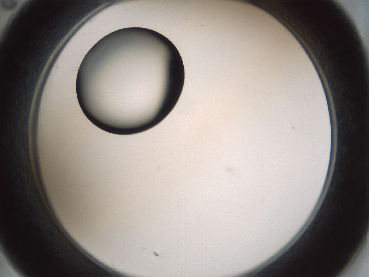folderID429_plateID1429_batchID5435_wellNum35_profileID1_d2_r89182_ef.jpg