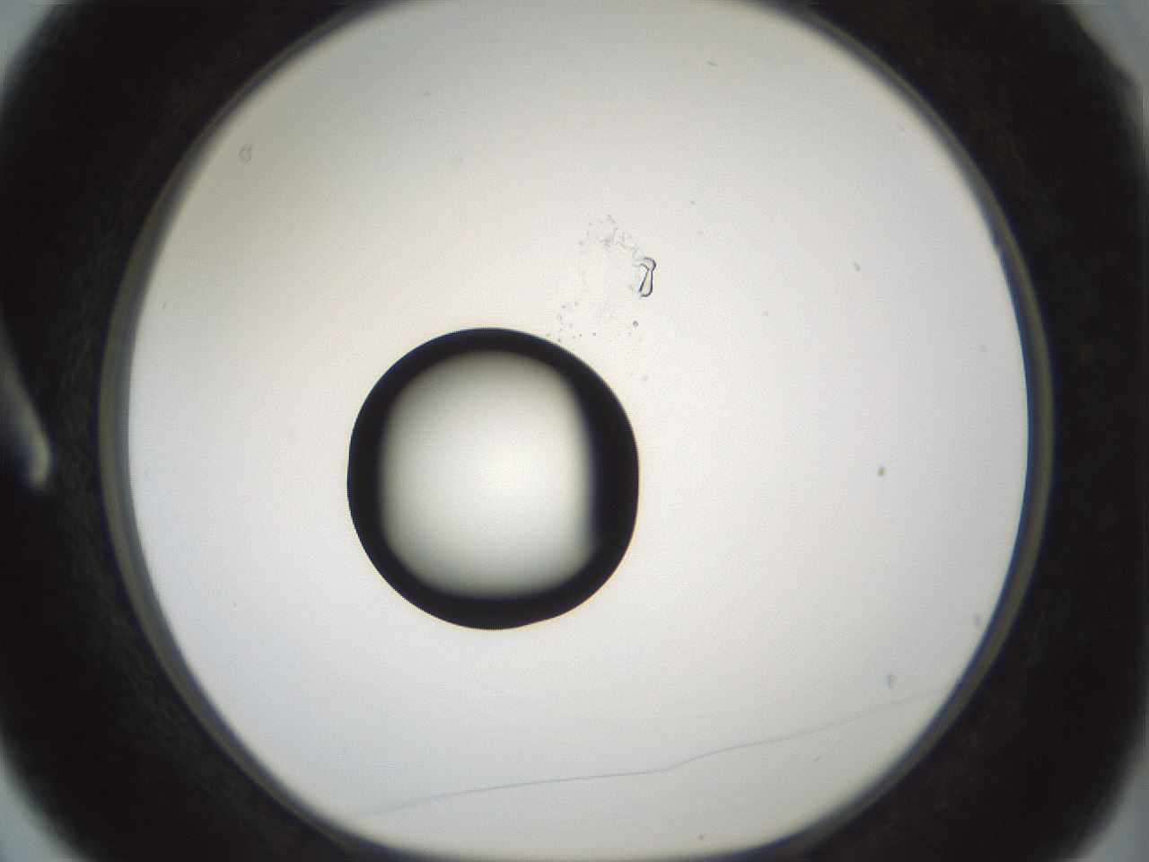 folderID429_plateID1429_batchID5435_wellNum3_profileID1_d1_r89117_ef.jpg