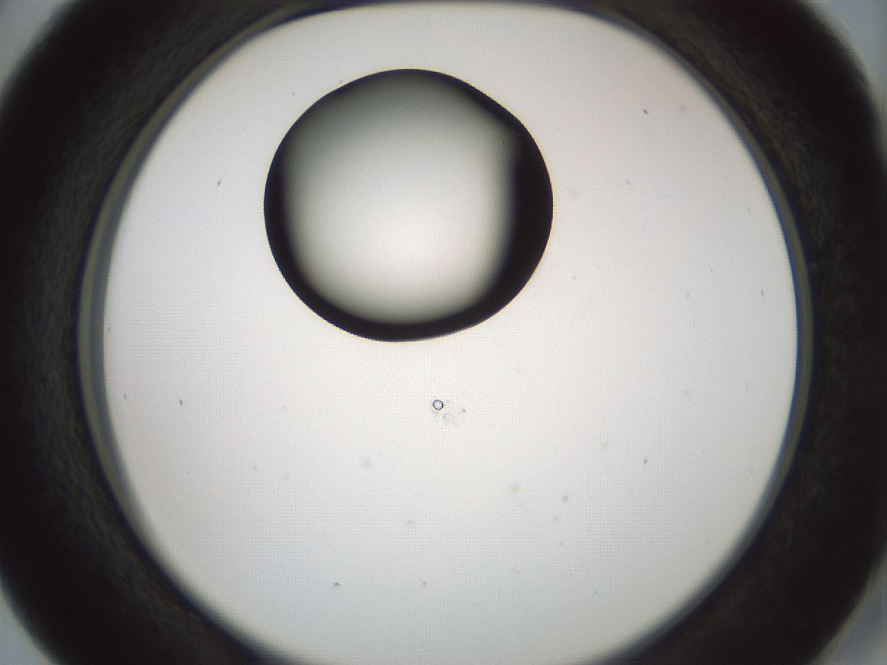 folderID429_plateID1429_batchID5435_wellNum41_profileID1_d2_r89194_ef.jpg