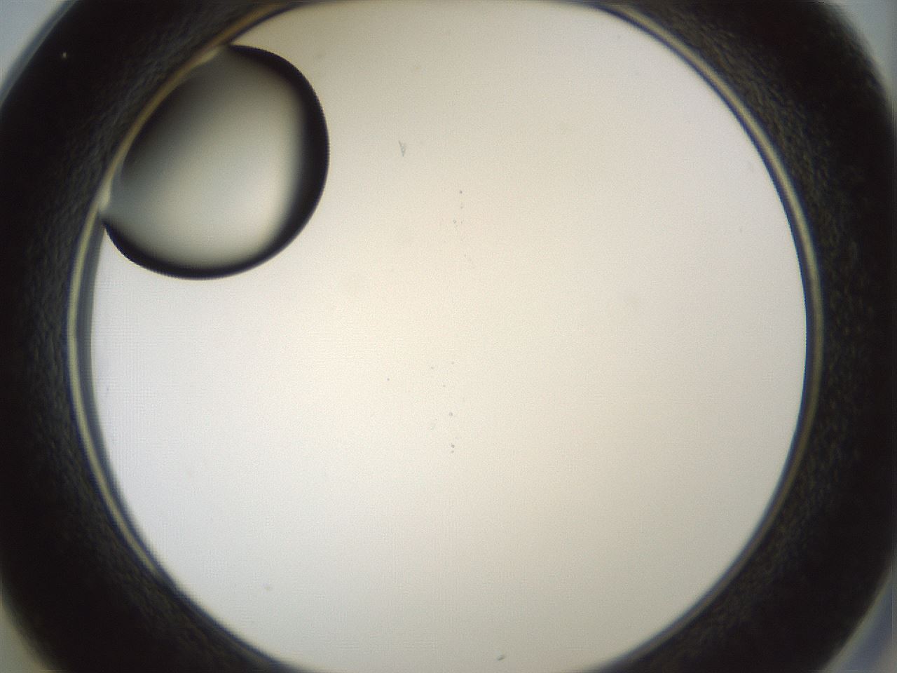 folderID429_plateID1429_batchID5435_wellNum25_profileID1_d2_r89162_ef.jpg