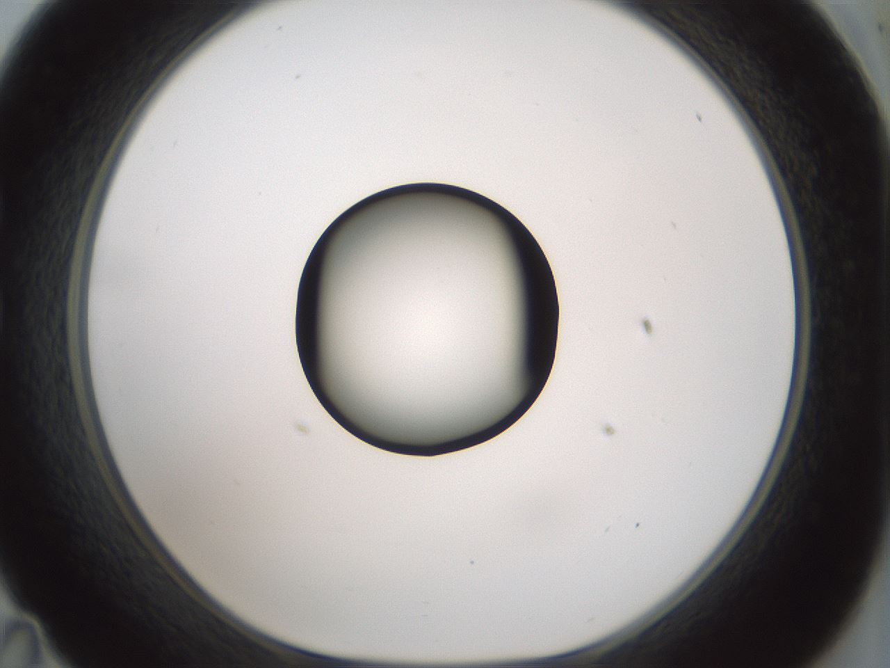 folderID429_plateID1429_batchID5435_wellNum35_profileID1_d1_r89181_ef.jpg