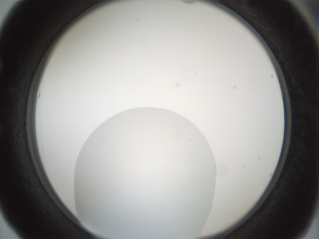 folderID429_plateID1429_batchID5435_wellNum53_profileID1_d1_r89217_ef.jpg