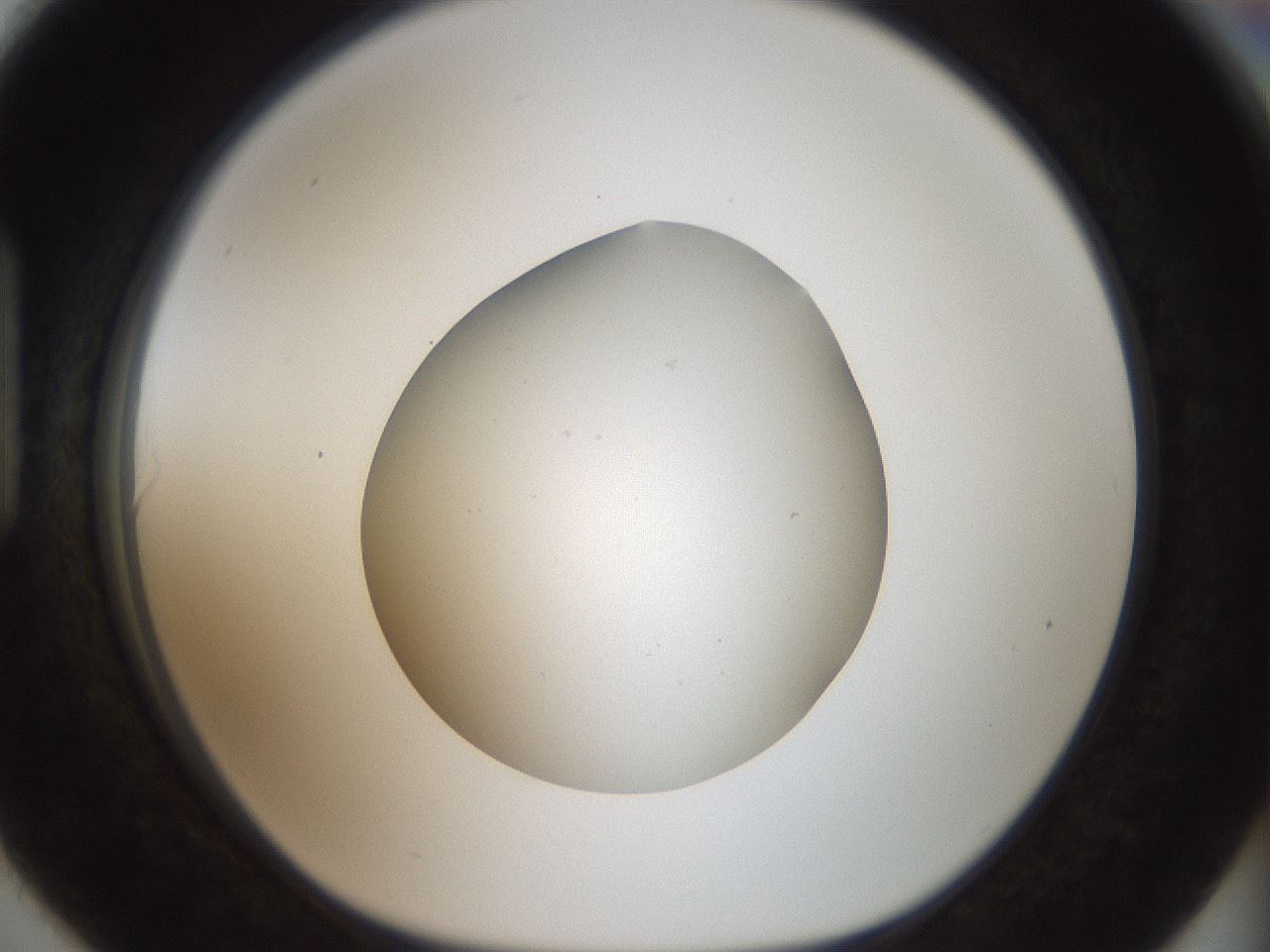 folderID43_plateID2043_batchID9005_wellNum90_profileID1_d1_r137257_ef.jpg