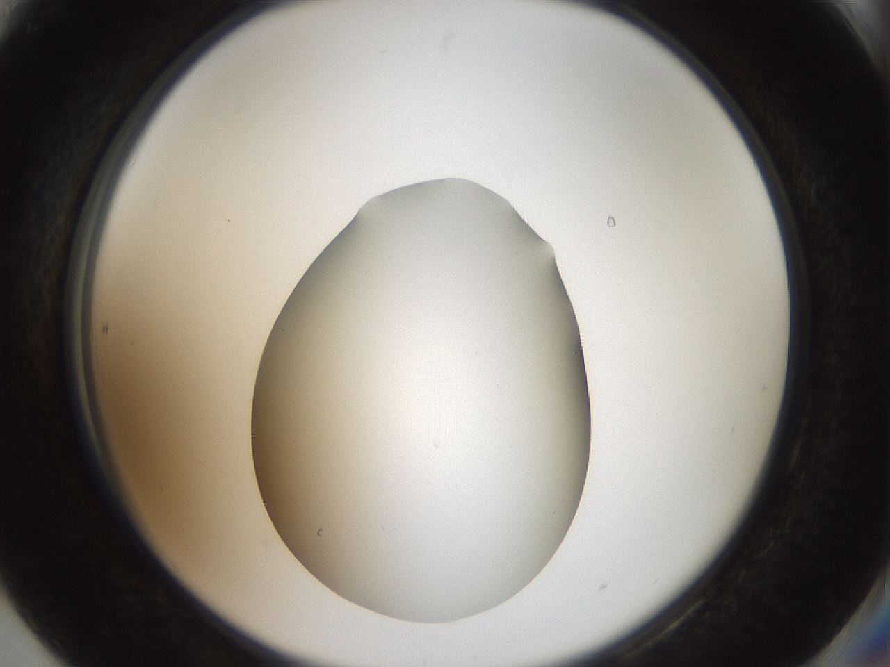 folderID43_plateID2043_batchID9005_wellNum90_profileID1_d2_r137258_ef.jpg