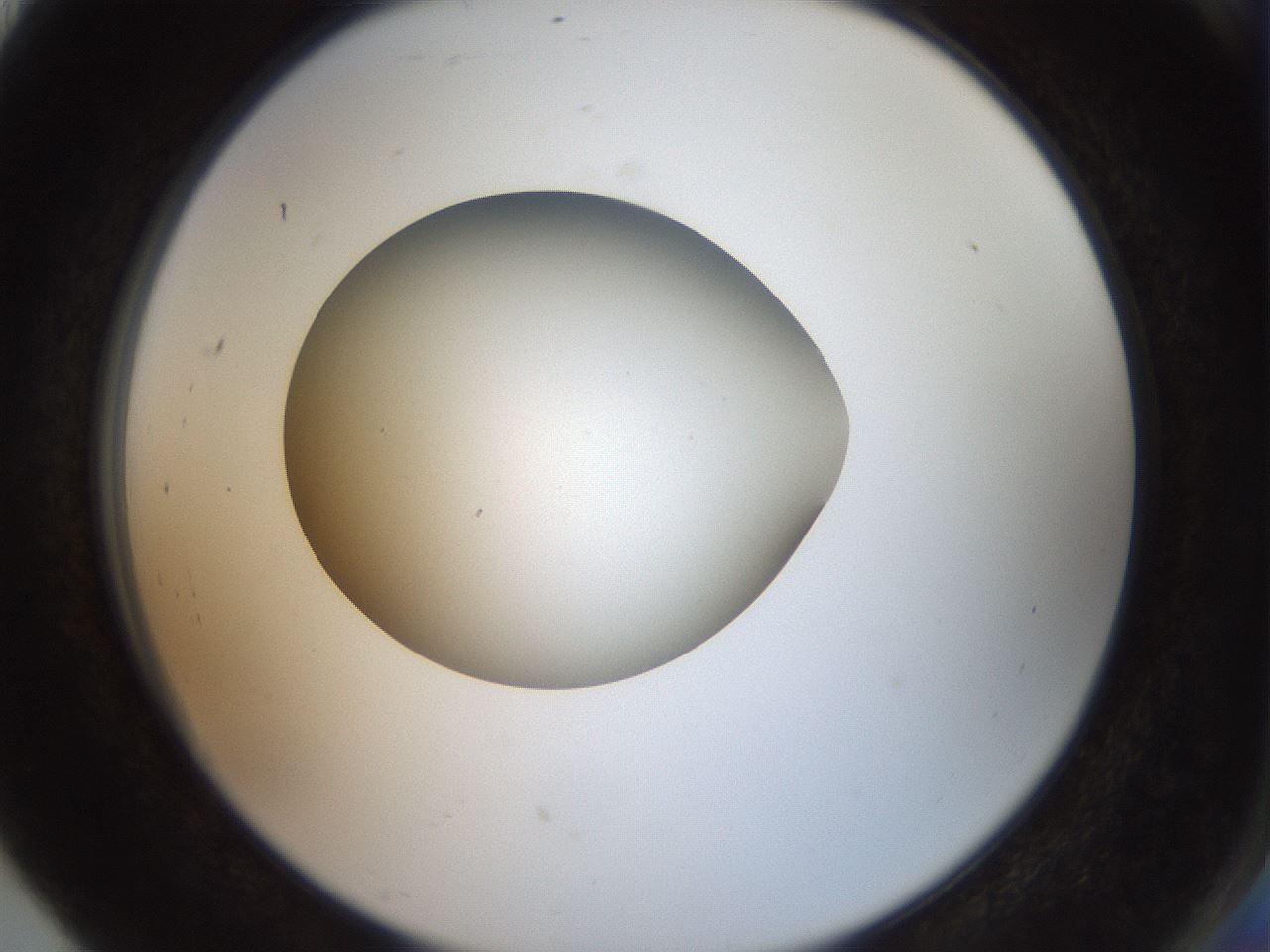folderID43_plateID2043_batchID9005_wellNum91_profileID1_d2_r137260_ef.jpg
