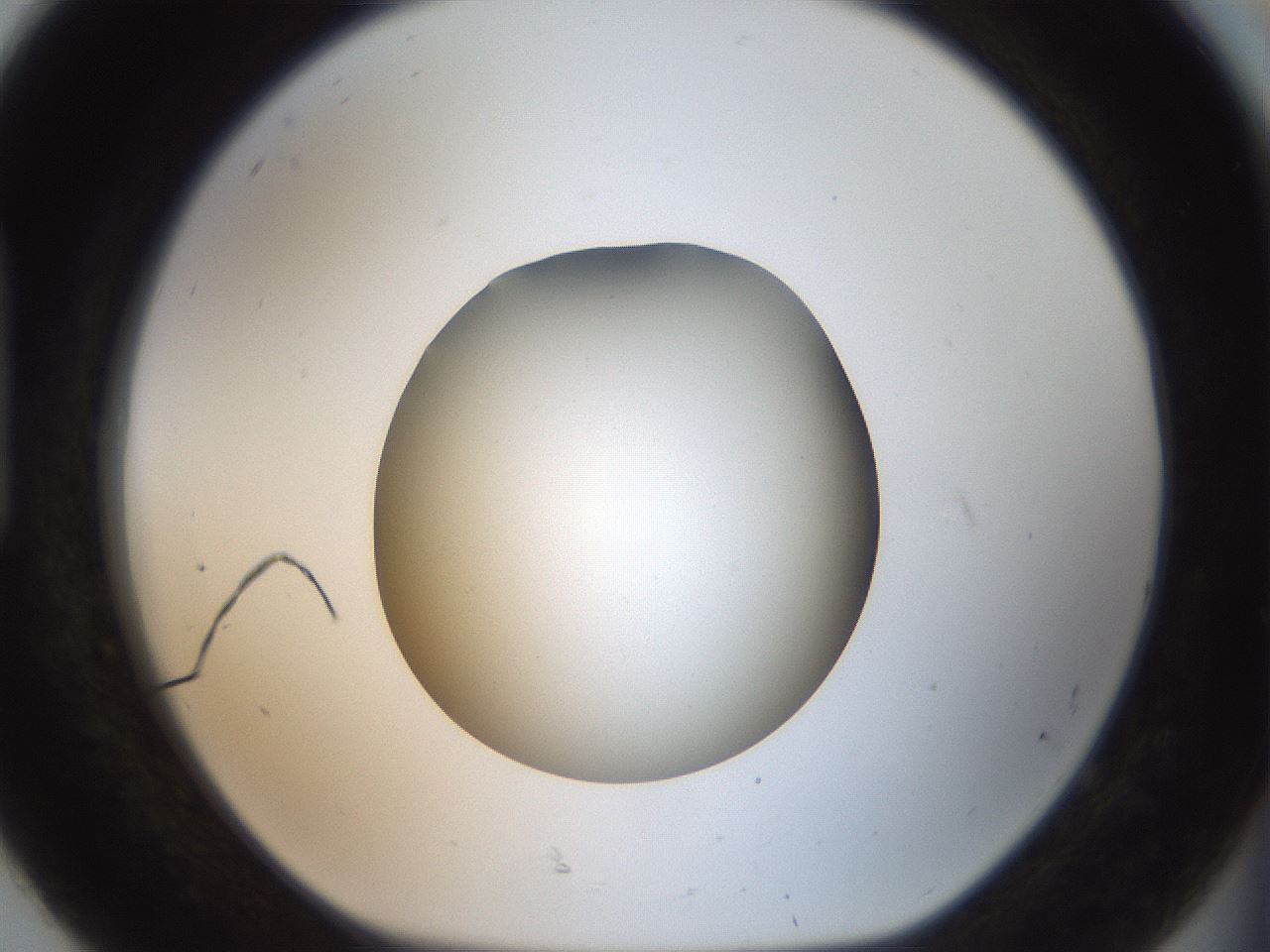 folderID43_plateID2043_batchID9005_wellNum92_profileID1_d1_r137261_ef.jpg