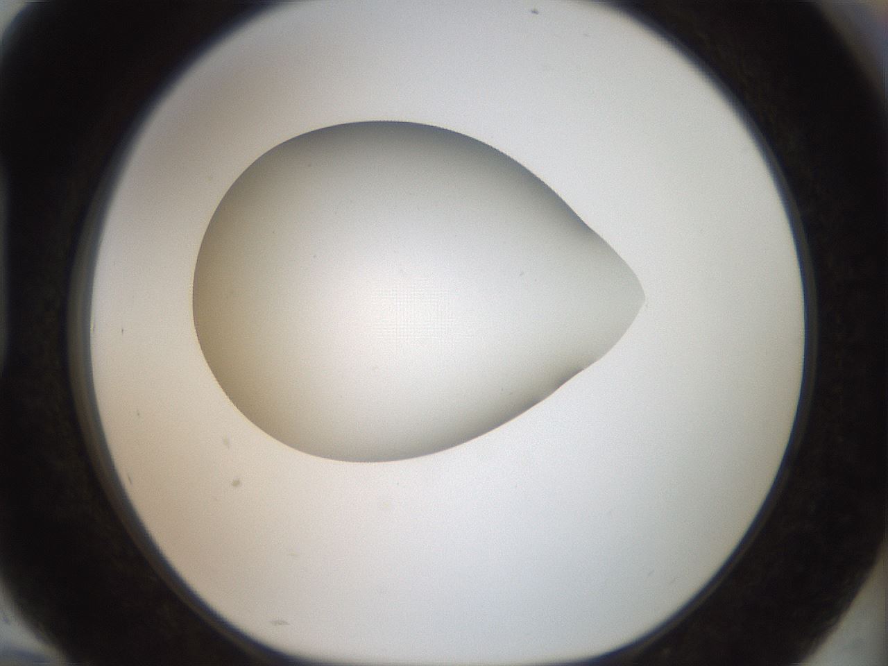 folderID43_plateID2043_batchID9005_wellNum94_profileID1_d1_r137265_ef.jpg