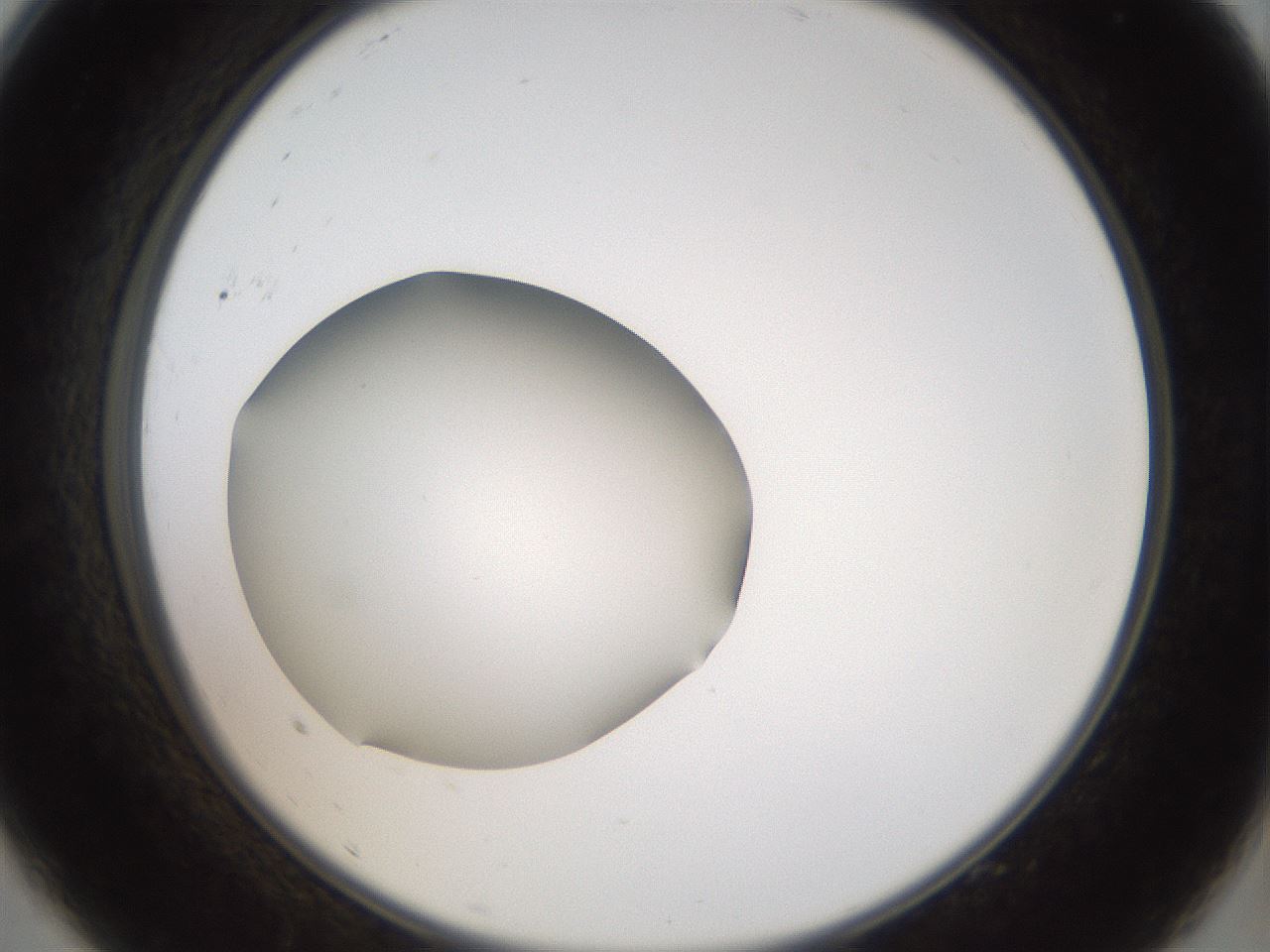 folderID43_plateID2043_batchID9005_wellNum9_profileID1_d2_r137096_ef.jpg