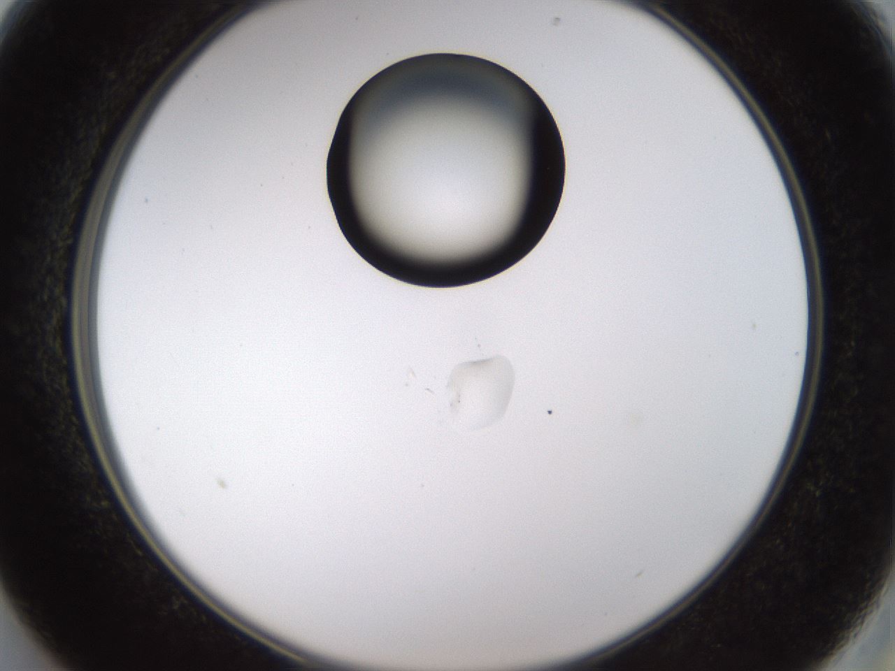 folderID440_plateID1440_batchID5495_wellNum13_profileID1_d2_r90389_ef.jpg