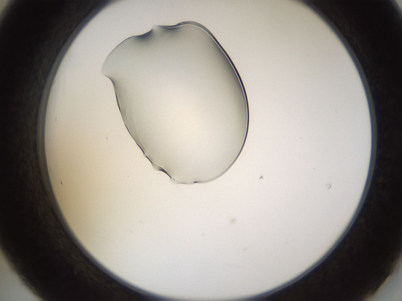 folderID440_plateID1440_batchID5495_wellNum21_profileID1_d2_r90405_ef.jpg