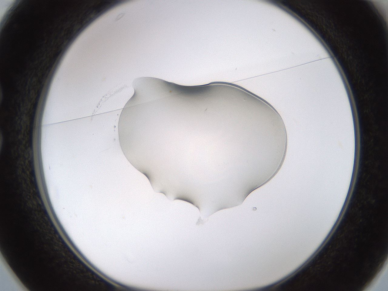 folderID440_plateID1440_batchID5495_wellNum25_profileID1_d1_r90412_ef.jpg