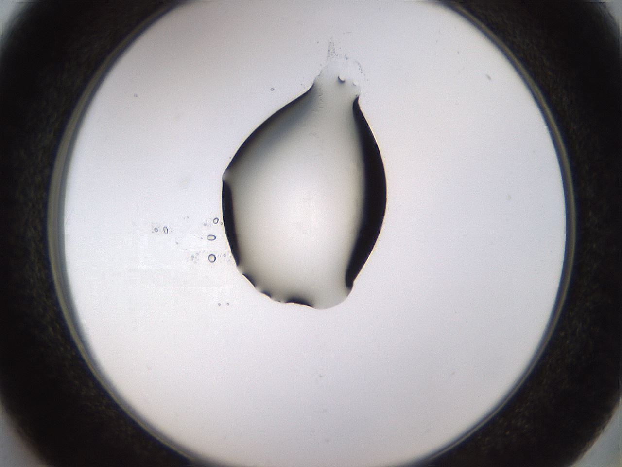 folderID440_plateID1440_batchID5495_wellNum37_profileID1_d2_r90437_ef.jpg