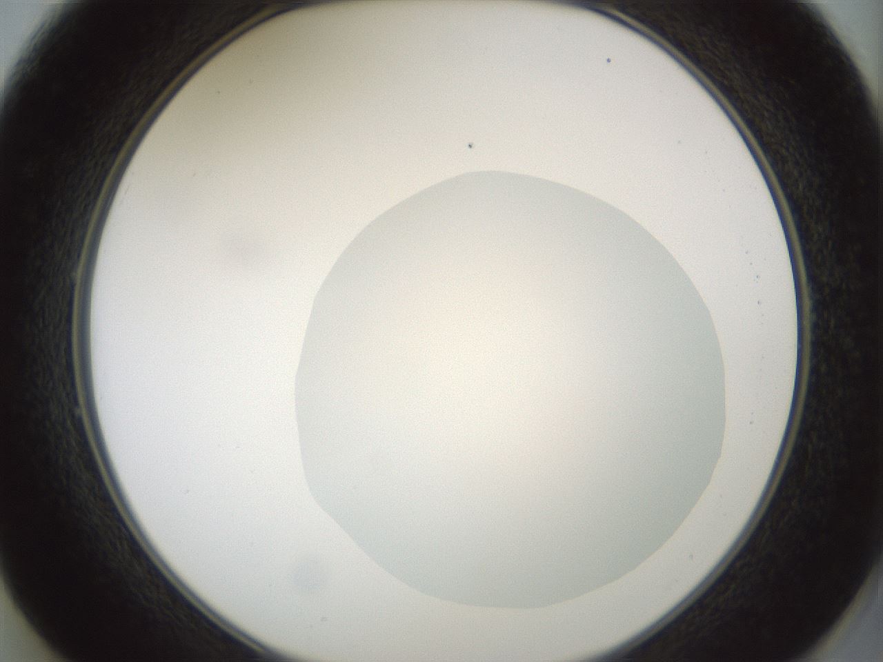 folderID429_plateID1429_batchID5435_wellNum49_profileID1_d2_r89210_ef.jpg