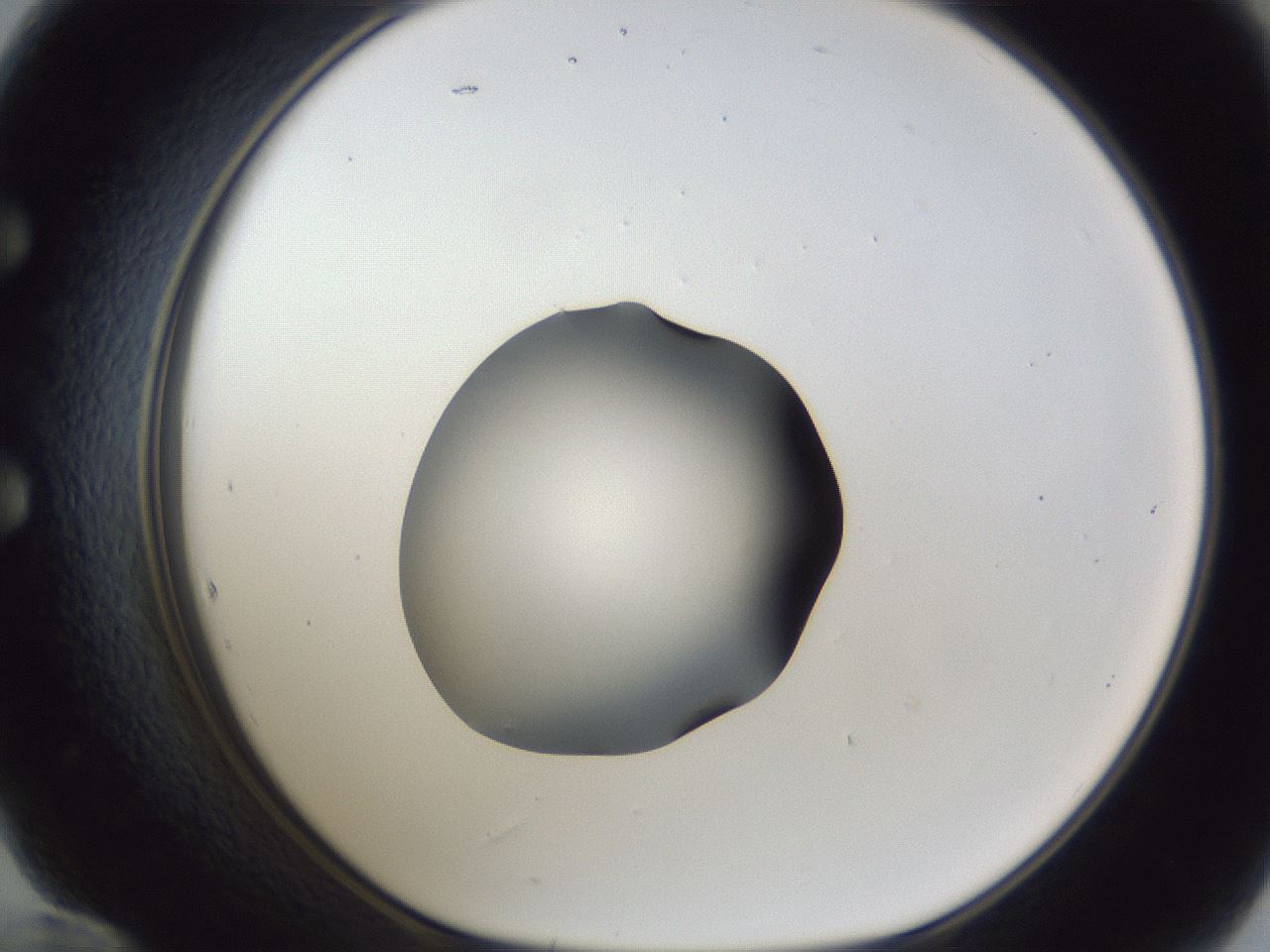 folderID44_plateID1044_batchID2102_wellNum60_profileID1_d1_r46654_ef.jpg
