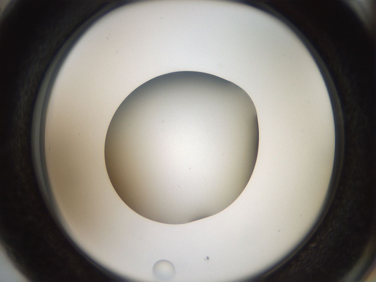 folderID43_plateID2043_batchID9005_wellNum89_profileID1_d2_r137256_ef.jpg