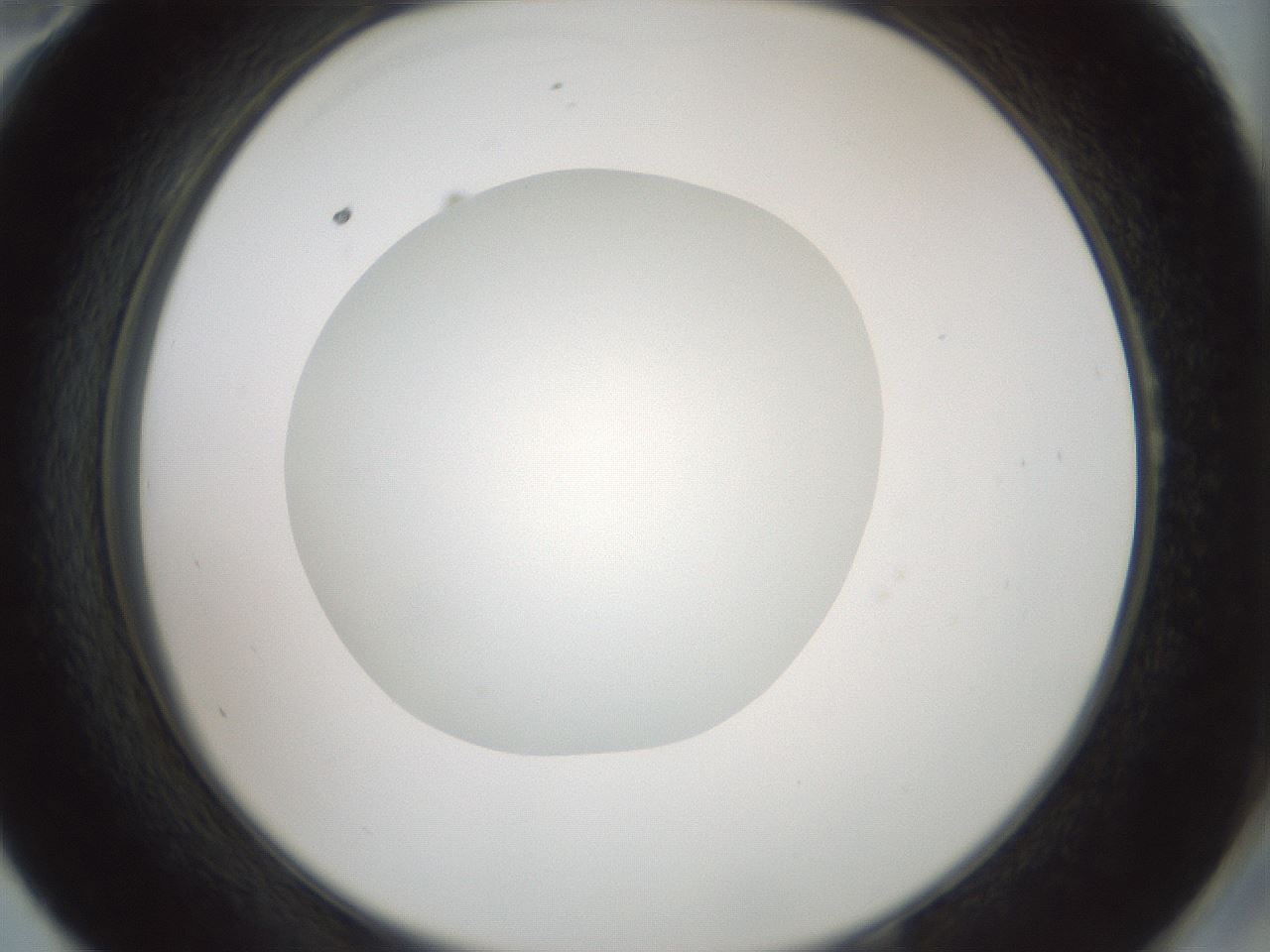 folderID429_plateID1429_batchID5435_wellNum58_profileID1_d2_r89228_ef.jpg