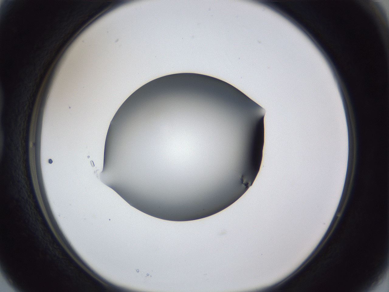 folderID44_plateID1044_batchID2102_wellNum15_profileID1_d1_r46564_ef.jpg