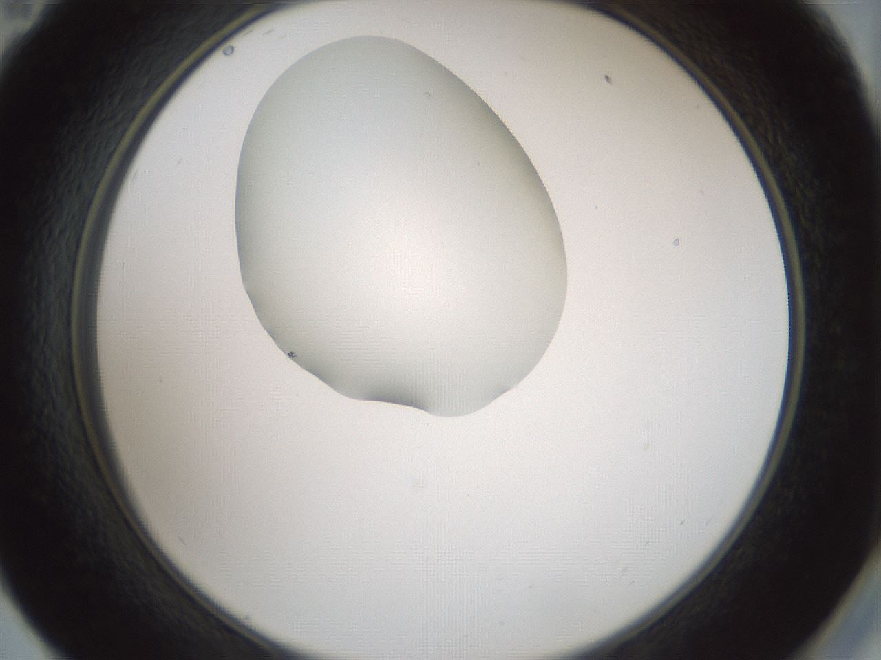 folderID429_plateID1429_batchID5435_wellNum59_profileID1_d2_r89230_ef.jpg