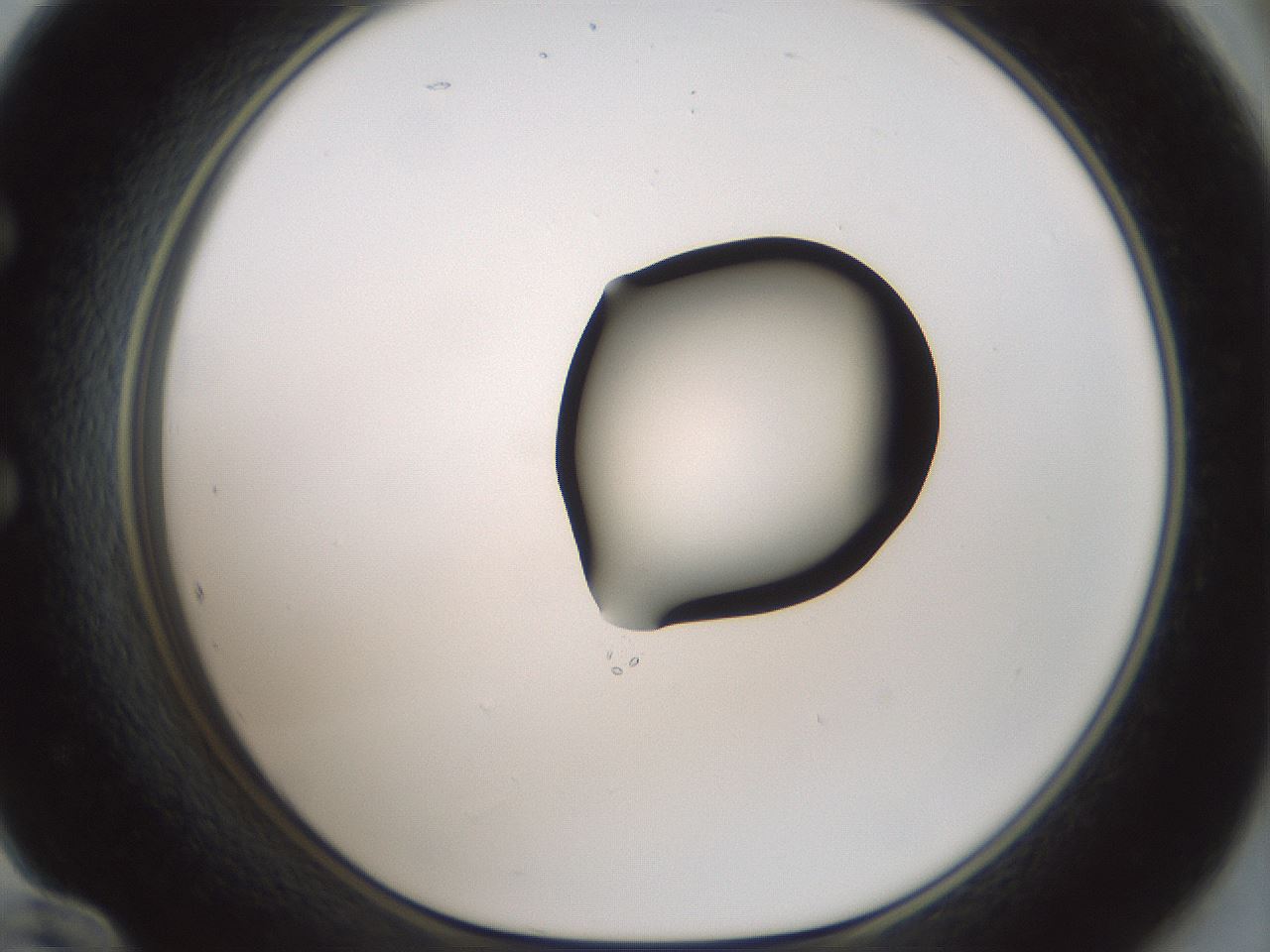 folderID429_plateID1429_batchID5435_wellNum60_profileID1_d1_r89231_ef.jpg